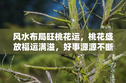 风水布局旺桃花运，桃花盛放福运满溢，好事源源不断