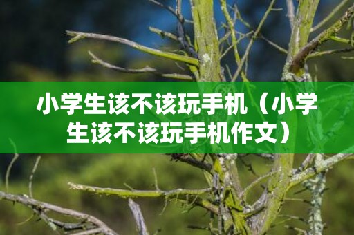 小学生该不该玩手机（小学生该不该玩手机作文）