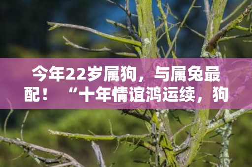 今年22岁属狗，与属兔最配！ “十年情谊鸿运续，狗兔同行寻璀璨！”