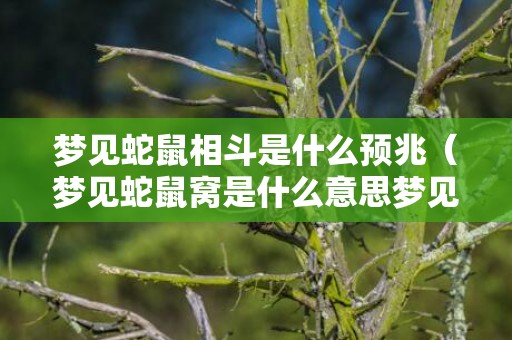 梦见蛇鼠相斗是什么预兆（梦见蛇鼠窝是什么意思梦见蛇鼠一窝）