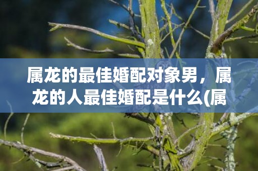 属龙的最佳婚配对象男，属龙的人最佳婚配是什么(属龙的最佳婚配对象是属啥)