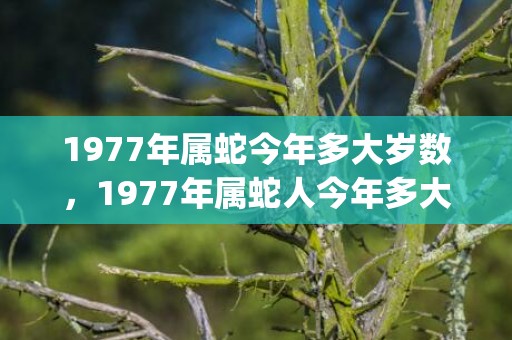 1977年属蛇今年多大岁数，1977年属蛇人今年多大了(1977年属蛇今年会添丁吗)