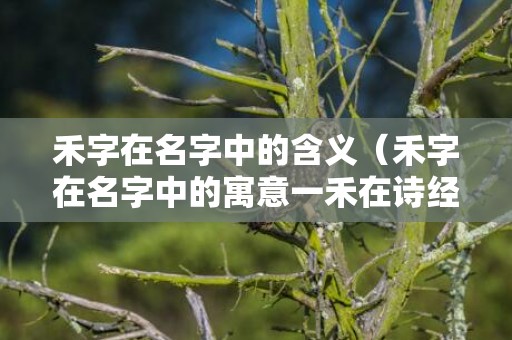 禾字在名字中的含义（禾字在名字中的寓意一禾在诗经中的意思）