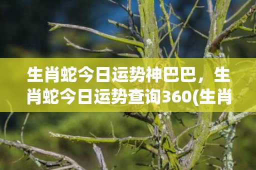 生肖蛇今日运势神巴巴，生肖蛇今日运势查询360(生肖蛇今日运势财运)