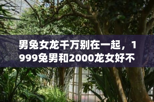 男兔女龙千万别在一起，1999兔男和2000龙女好不好(男兔女龙千万别在一起)