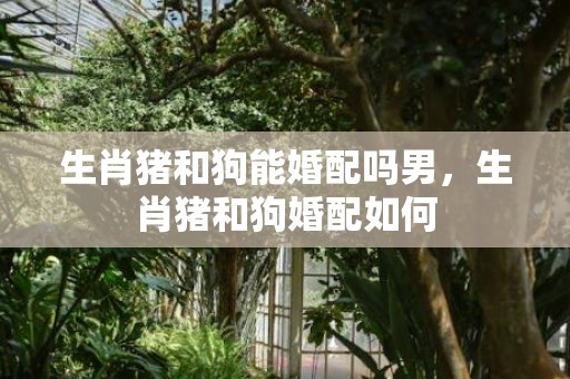 生肖猪和狗能婚配吗男，生肖猪和狗婚配如何