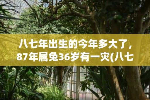 八七年出生的今年多大了，87年属兔36岁有一灾(八七年出生的今年算多少岁)