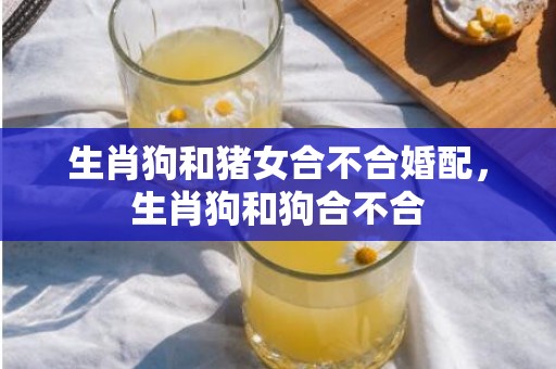 生肖狗和猪女合不合婚配，生肖狗和狗合不合