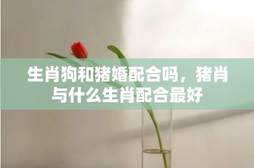 生肖狗和猪婚配合吗，猪肖与什么生肖配合最好