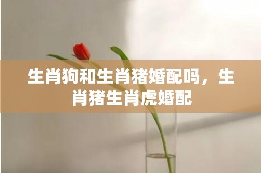 生肖狗和生肖猪婚配吗，生肖猪生肖虎婚配