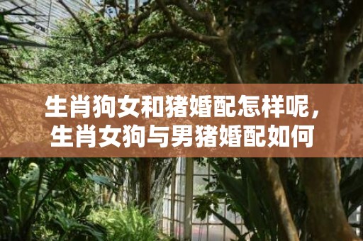 生肖狗女和猪婚配怎样呢，生肖女狗与男猪婚配如何