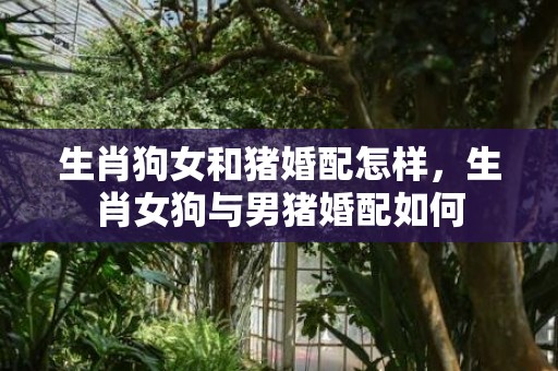 生肖狗女和猪婚配怎样，生肖女狗与男猪婚配如何