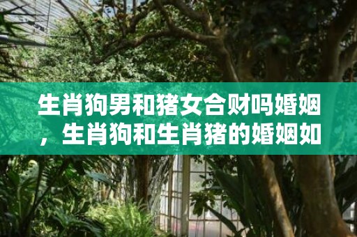 生肖狗男和猪女合财吗婚姻，生肖狗和生肖猪的婚姻如何