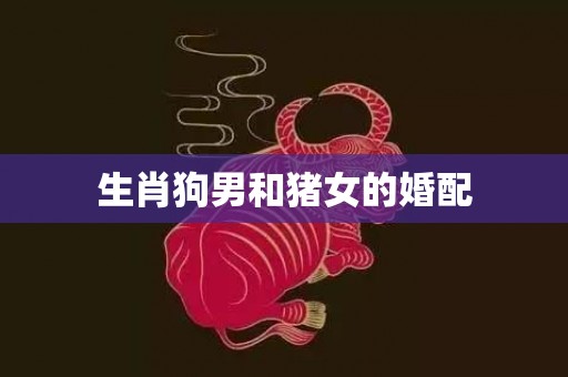 生肖狗男和猪女的婚配