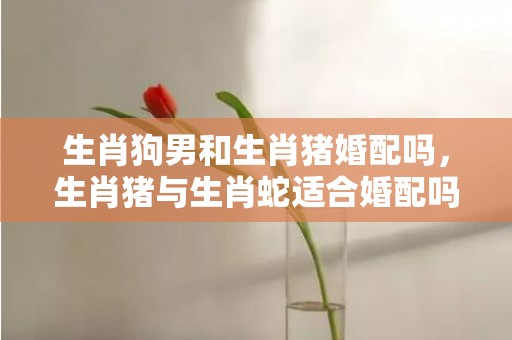 生肖狗男和生肖猪婚配吗，生肖猪与生肖蛇适合婚配吗