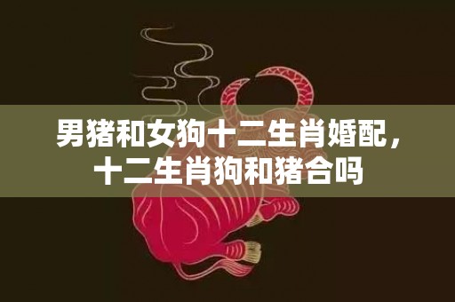 男猪和女狗十二生肖婚配，十二生肖狗和猪合吗