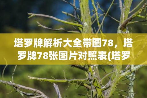 塔罗牌解析大全带图78，塔罗牌78张图片对照表(塔罗牌牌面解析大全)