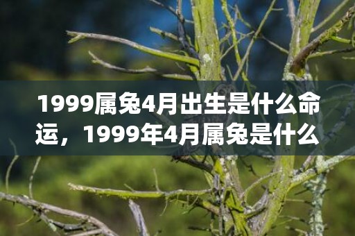 1999属兔4月出生是什么命运，1999年4月属兔是什么命(1999属兔4月女出生婚姻怎么样?)