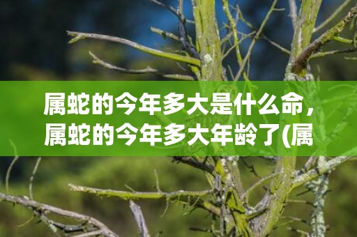 属蛇的今年多大是什么命，属蛇的今年多大年龄了(属蛇的今年多大是哪一年出生的)