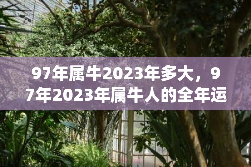 97年属牛2023年多大，97年2023年属牛人的全年运势(97年属牛2023年运势及运程)