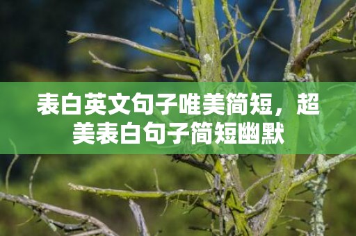 表白英文句子唯美简短，超美表白句子简短幽默