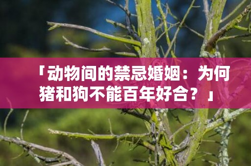 「动物间的禁忌婚姻：为何猪和狗不能百年好合？」