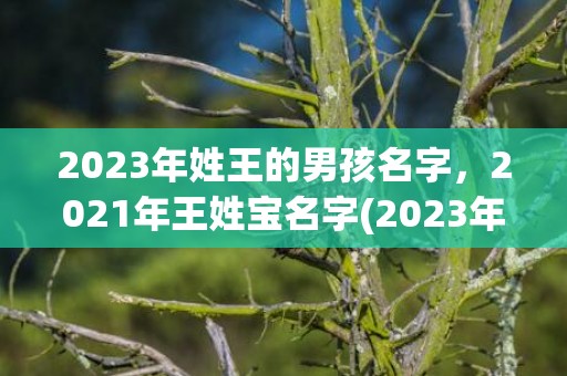 2023年姓王的男孩名字，2021年王姓宝名字(2023年姓王的人数排第几)