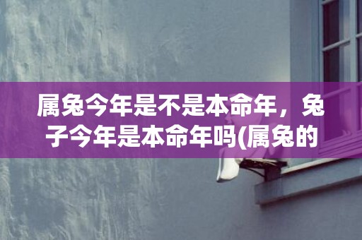 属兔今年是不是本命年，兔子今年是本命年吗(属兔的今年是不是不好)