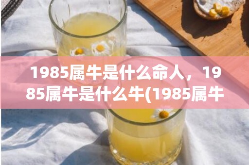 1985属牛是什么命人，1985属牛是什么牛(1985属牛是什么颜色的牛)