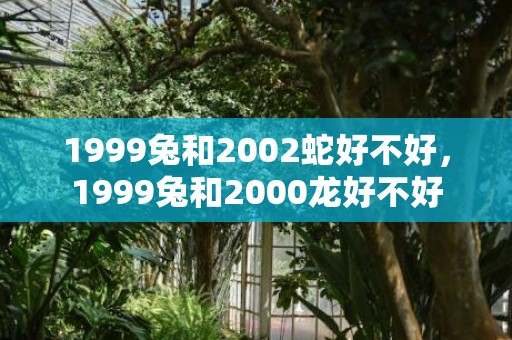 1999兔和2002蛇好不好，1999兔和2000龙好不好