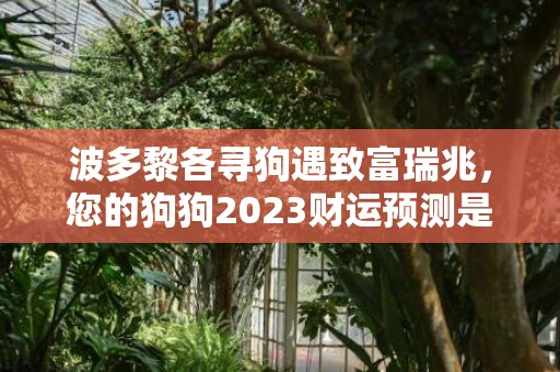 波多黎各寻狗遇致富瑞兆，您的狗狗2023财运预测是？