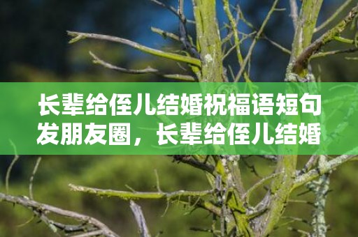 长辈给侄儿结婚祝福语短句发朋友圈，长辈给侄儿结婚祝福语四字成语怎么说呢