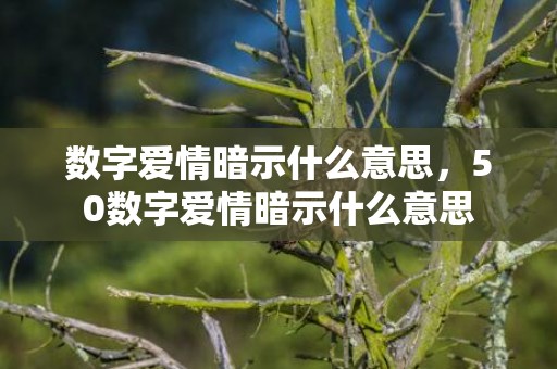 数字爱情暗示什么意思，50数字爱情暗示什么意思