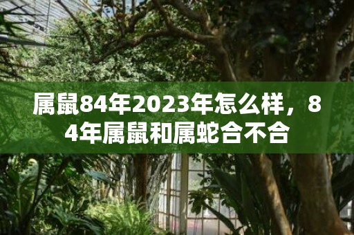 属鼠84年2023年怎么样，84年属鼠和属蛇合不合