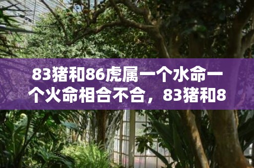 83猪和86虎属一个水命一个火命相合不合，83猪和86虎属相合不合