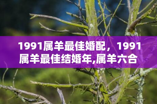 1991属羊最佳婚配，1991属羊最佳结婚年,属羊六合生肖