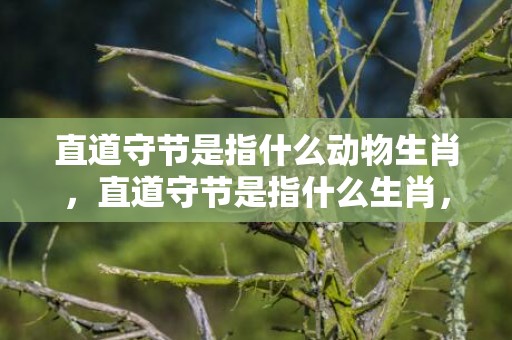 直道守节是指什么动物生肖，直道守节是指什么生肖，精选解释落实