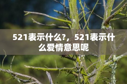 521表示什么?，521表示什么爱情意思呢