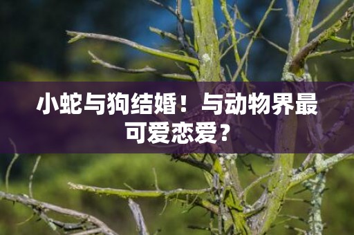 小蛇与狗结婚！与动物界最可爱恋爱？