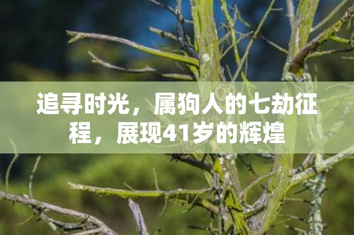 追寻时光，属狗人的七劫征程，展现41岁的辉煌