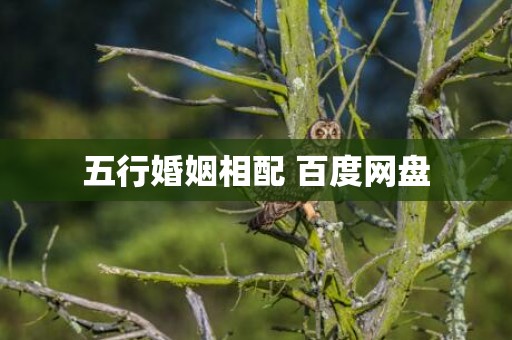 五行婚姻相配 百度网盘