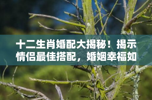 十二生肖婚配大揭秘！揭示情侣最佳搭配，婚姻幸福如意