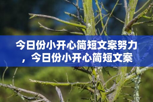 今日份小开心简短文案努力，今日份小开心简短文案