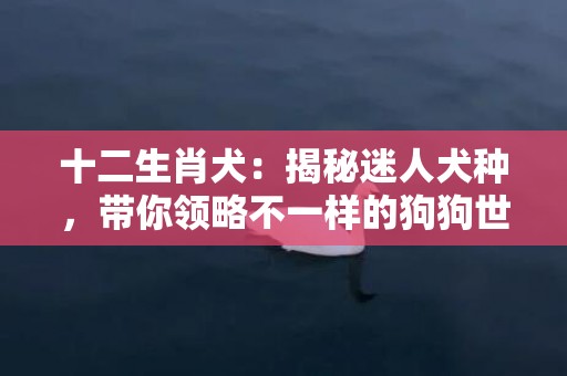 十二生肖犬：揭秘迷人犬种，带你领略不一样的狗狗世界！