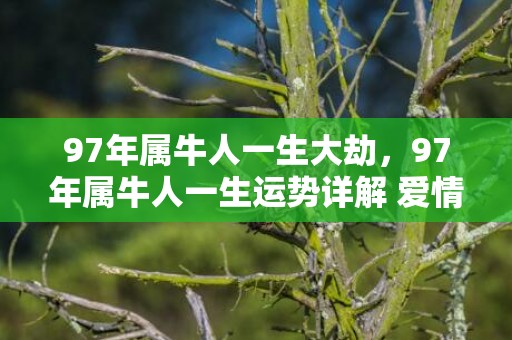 97年属牛人一生大劫，97年属牛人一生运势详解 爱情运势是否顺利