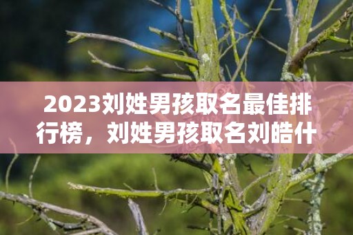 2023刘姓男孩取名最佳排行榜，刘姓男孩取名刘皓什么