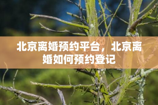 北京离婚预约平台，北京离婚如何预约登记