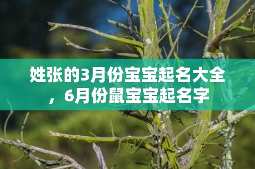 姓张的3月份宝宝起名大全，6月份鼠宝宝起名字