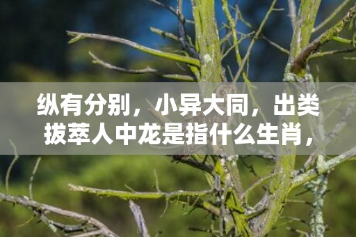 纵有分别，小异大同，出类拔萃人中龙是指什么生肖，精准快答落实