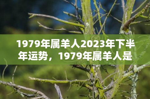 1979年属羊人2023年下半年运势，1979年属羊人是什么命 今年属羊人财运运势